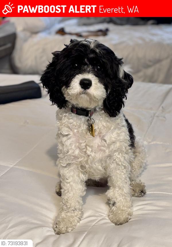 Lost Female Dog last seen Extended Stay on Broadway, Everett, WA 98208