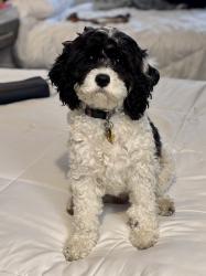 Lost Female Dog last seen Extended Stay on Broadway, Everett, WA 98208