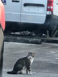 Reunited Unknown Cat last seen Near bird rd, Miami, FL 33155