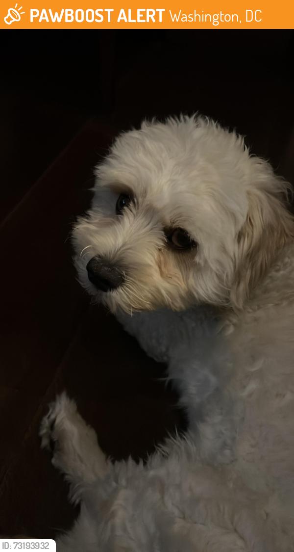Found/Stray Unknown Dog last seen Southwest DC near Carrollsburg, Washington, DC 20024
