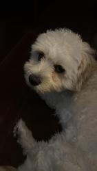 Found/Stray Unknown Dog last seen Southwest DC near Carrollsburg, Washington, DC 20024