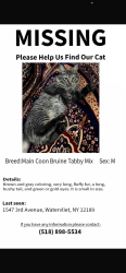Lost Male Cat last seen 16th street Watervliet, Watervliet, NY 12189