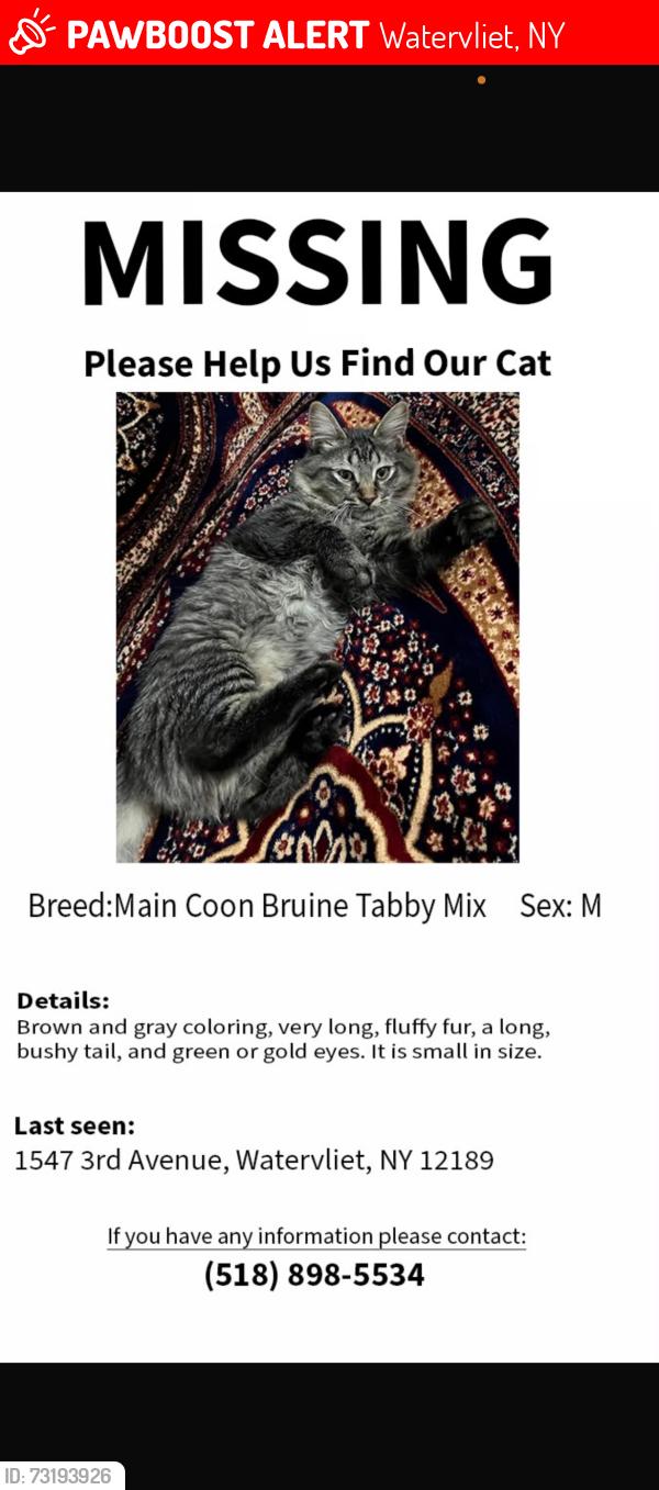 Lost Male Cat last seen 16th street Watervliet, Watervliet, NY 12189