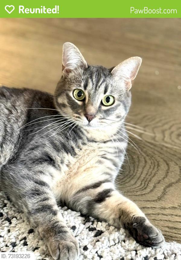 Reunited Female Cat last seen N Haight and N Emerson St, Portland, OR 97217