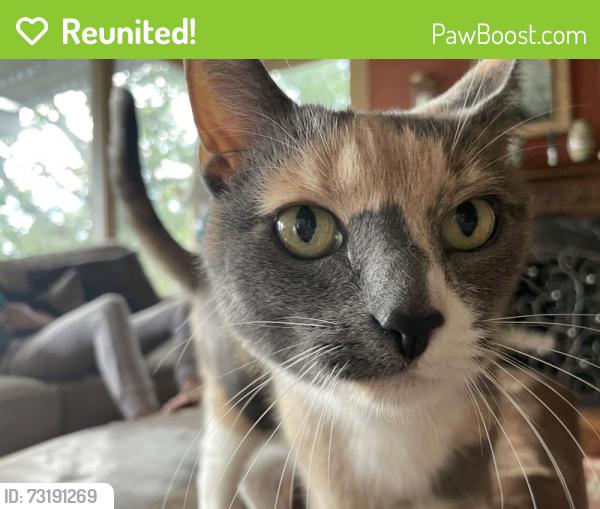 Reunited Female Cat last seen Whipps Mill & Wood, Lyndon, KY 40222