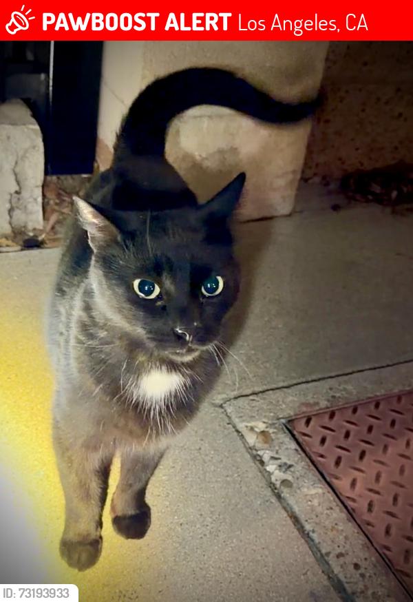 Lost Male Cat last seen Independence and Nordhoff, Canoga Park, Lives at Dana Safety Supply, Los Angeles, CA 91304