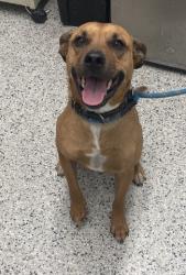 Shelter Stray Male Dog last seen Near BLOCK LAMPHERE DETROIT MI 48219, 7401 Chrysler Dr, Detroit, MI 48211, USA