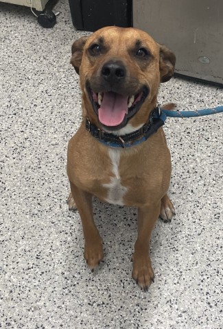 Shelter Stray Male Dog last seen Near BLOCK LAMPHERE DETROIT MI 48219, 7401 Chrysler Dr, Detroit, MI 48211, USA