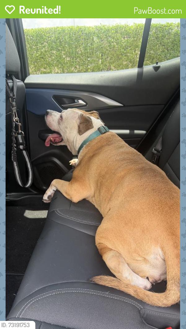 Reunited Female Dog last seen SW 216th St & SW 133rd Ave, Florida 33177, USA, Miami-Dade County, FL 33177