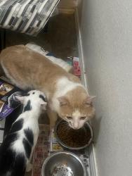Reunited Male Cat last seen Berrenda drive, tundanca, canchim,, Fort Worth, TX 76131