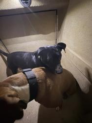 Shelter Stray Female Dog last seen Near BLOCK S ROCKWELL AVE, OKLAHOMA CITY OK 73127, 2811 SE 29th St, Oklahoma City, OK 73129, USA