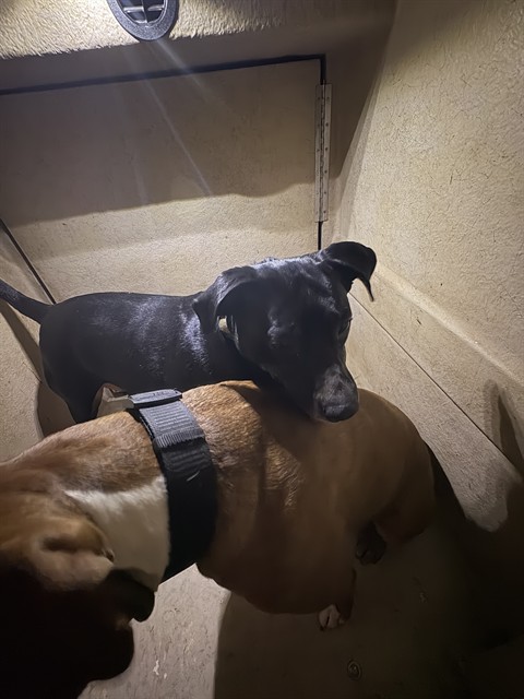 Shelter Stray Female Dog last seen Near BLOCK S ROCKWELL AVE, OKLAHOMA CITY OK 73127, 2811 SE 29th St, Oklahoma City, OK 73129, USA