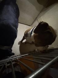Shelter Stray Male Dog last seen Near BLOCK S ROCKWELL AVE, OKLAHOMA CITY OK 73127, 2811 SE 29th St, Oklahoma City, OK 73129, USA