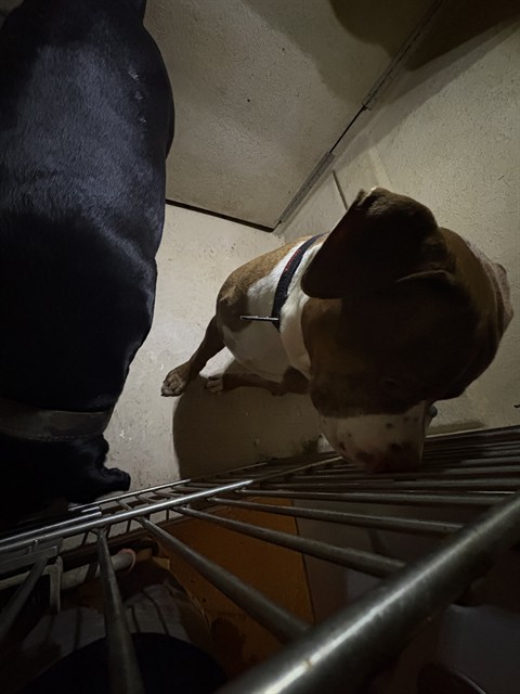 Shelter Stray Male Dog last seen Near BLOCK S ROCKWELL AVE, OKLAHOMA CITY OK 73127, 2811 SE 29th St, Oklahoma City, OK 73129, USA