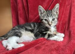 Shelter Stray Male Cat last seen Near BLOCK BURTON AVE, 3528 Newburg Rd, Louisville, KY 40218, USA