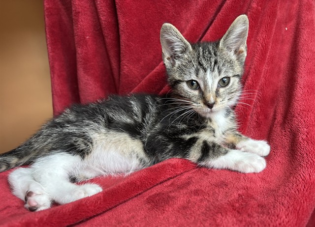 Shelter Stray Male Cat last seen Near BLOCK BURTON AVE, 3528 Newburg Rd, Louisville, KY 40218, USA