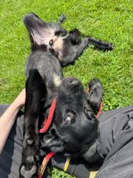 Shelter Stray Male Dog last seen Near BLOCK S 7TH STREET, 3528 Newburg Rd, Louisville, KY 40218, USA