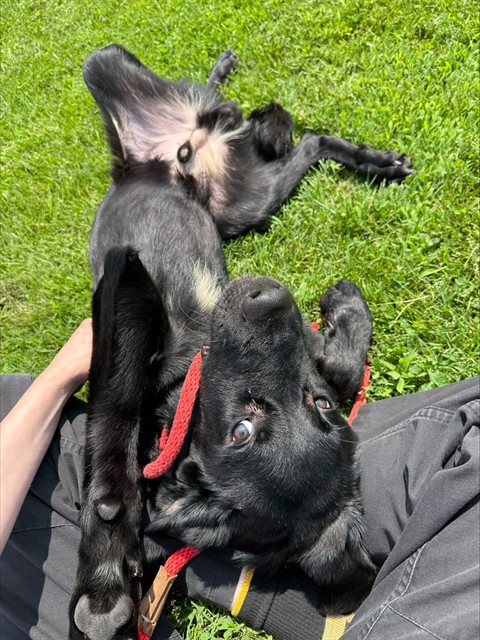 Shelter Stray Male Dog last seen Near BLOCK S 7TH STREET, 3528 Newburg Rd, Louisville, KY 40218, USA
