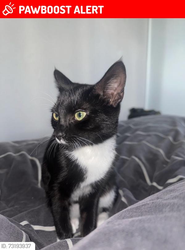 Lost Female Cat last seen Stapleford, Pasture Park/recreation ground, Stapleford, England NG9 8HD