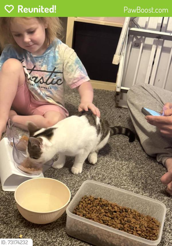Reunited Male Cat last seen Reddicap hill, Birmingham, England B75 7DS