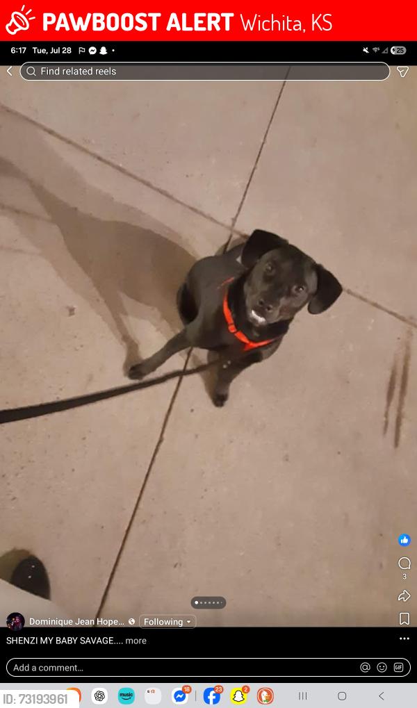 Lost Male Dog last seen 13th and tyler, Wichita, KS 67212