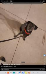 Lost Male Dog last seen 13th and tyler, Wichita, KS 67212