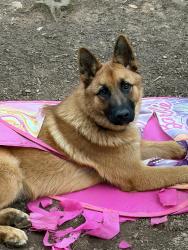 Lost Male Dog last seen Mini ranch, Waxhaw, NC 28173