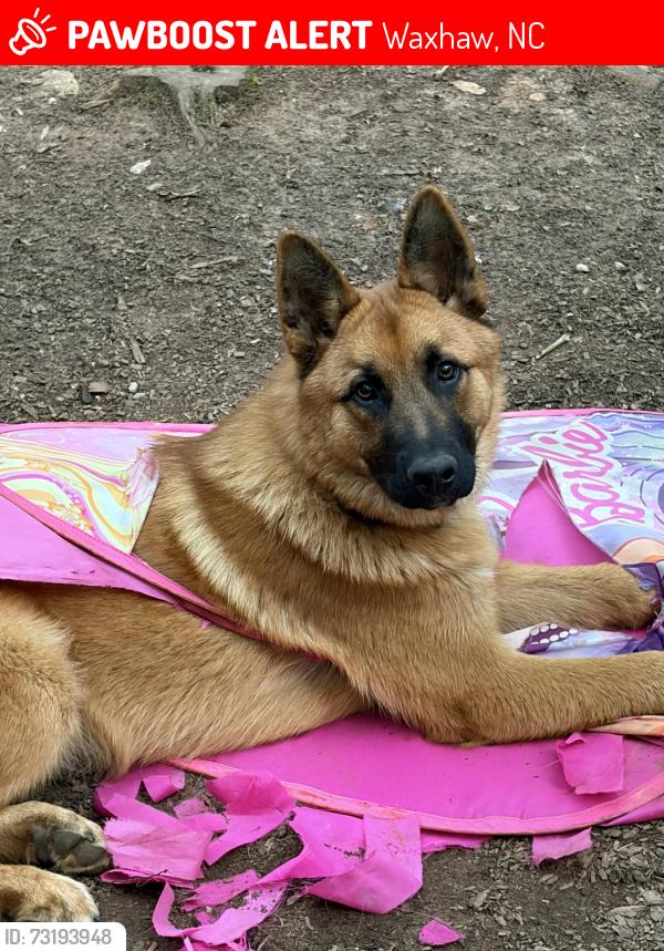 Lost Male Dog last seen Mini ranch, Waxhaw, NC 28173
