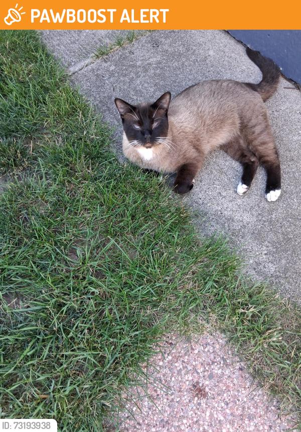 Found/Stray Male Cat last seen Oakhill and sashabaw rd, Brandon Township, MI 48348