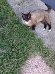 Found/Stray Male Cat last seen Oakhill and sashabaw rd, Brandon Township, MI 48348