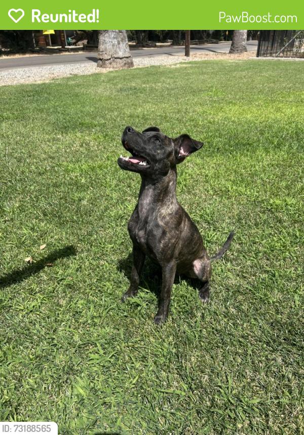Reunited Male Dog last seen Minnewawa and Butler Ave, Fresno, CA 93727