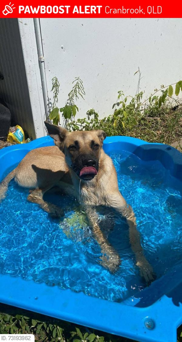 Lost Female Dog last seen Nathan street, Aitkenvale, Cranbrook, QLD 4814
