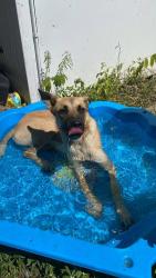 Lost Female Dog last seen Nathan street, Aitkenvale, Cranbrook, QLD 4814