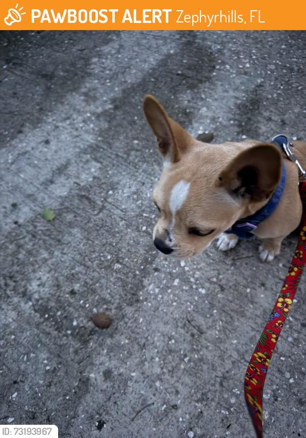 Found/Stray Female Dog last seen Ruth Ave and wire road, Zephyrhills, FL 33540