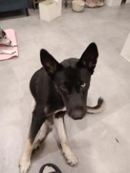 Found/Stray Female Dog last seen by the 7-Eleven, Inglewood, CA 90305
