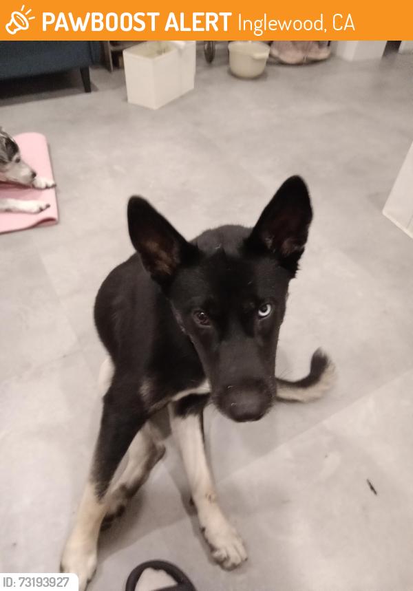 Found/Stray Female Dog last seen by the 7-Eleven, Inglewood, CA 90305