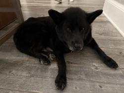 Reunited Unknown Dog last seen Hannabas Lane, Washington County, TN 37690