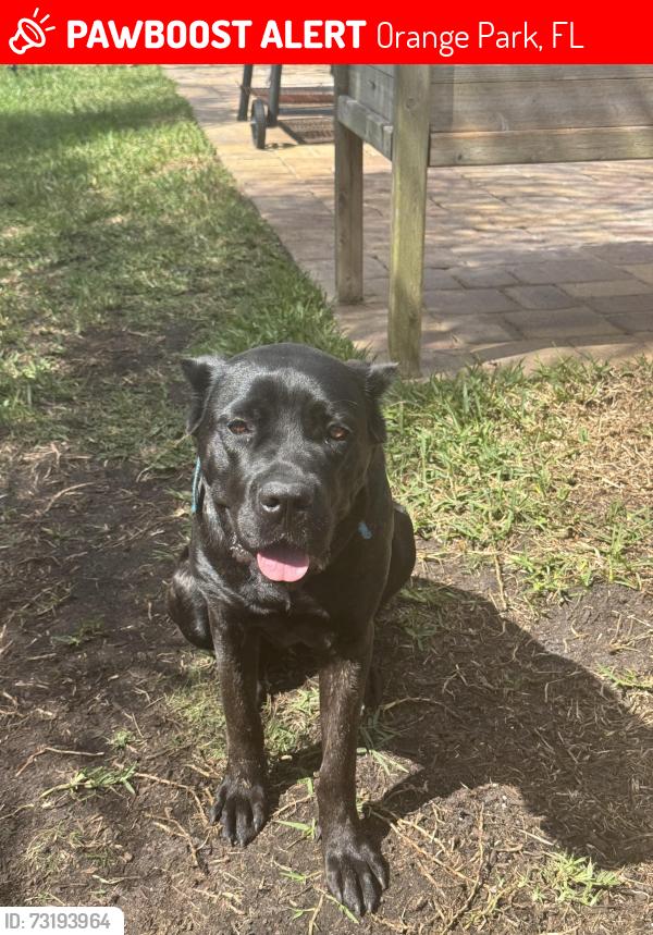 Lost Female Dog last seen Wooded area in Wilford Preserve neighborhood, Orange Park, FL 32073