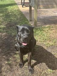 Lost Female Dog last seen Wooded area in Wilford Preserve neighborhood, Orange Park, FL 32073