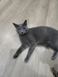 Reunited Female Cat last seen Batestown St / Cameron St, Dumfries, VA 22026