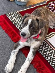 Reunited Female Dog last seen Near Philabundance on Domino Lane, Philadelphia, PA 19128