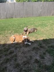 Lost Male Dog last seen Fossil hill dr, Fort Worth, TX 76131