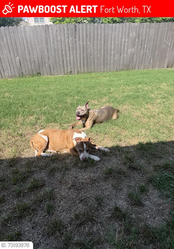 Lost Male Dog last seen Fossil hill dr, Fort Worth, TX 76131
