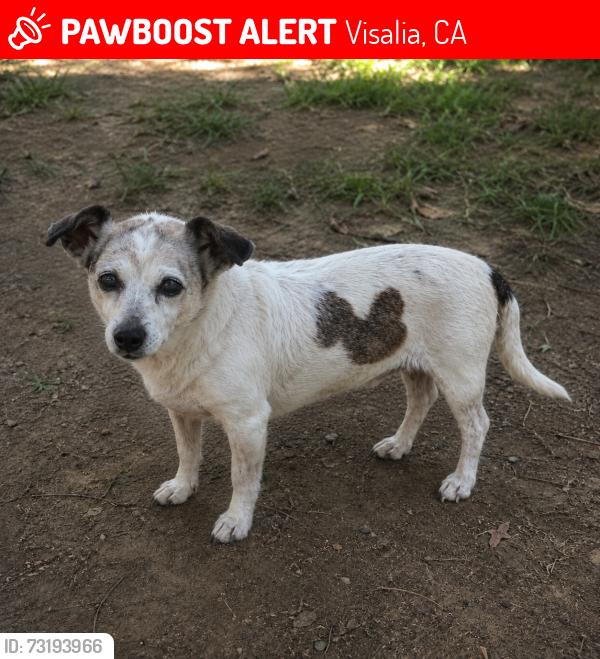 Lost Female Dog last seen Road 132 and Ave 352, Visalia, CA 93292