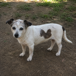 Lost Female Dog last seen Road 132 and Ave 352, Visalia, CA 93292