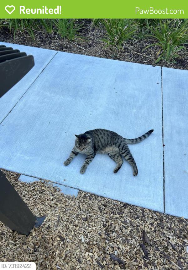 Reunited Female Cat last seen Close to the Ziggurat building, Tree hse Cafe, We live in the Capitol Yards apmt complex, West Sacramento, CA 95605