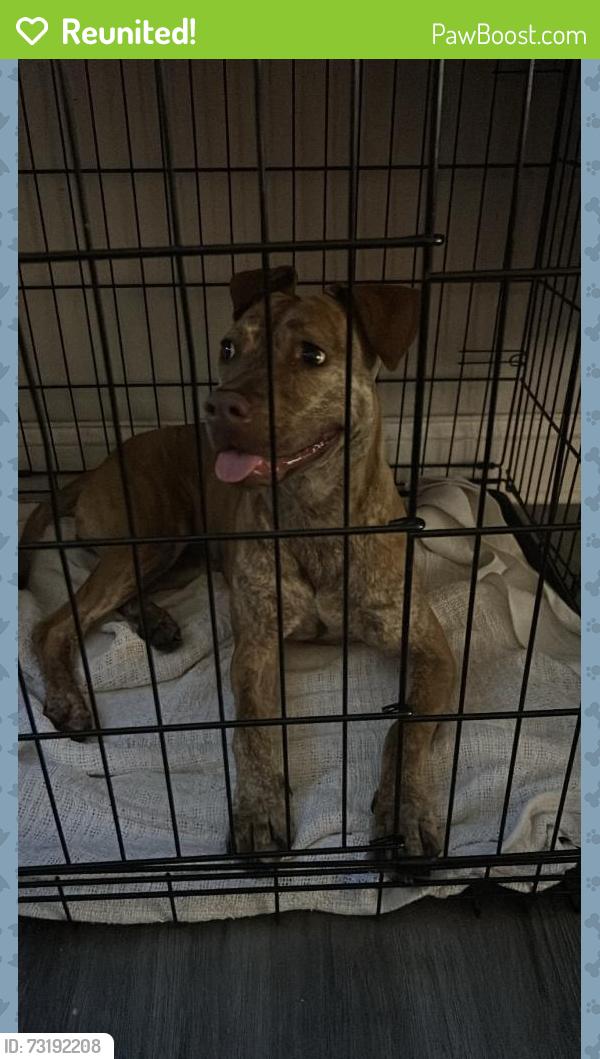 Reunited Female Dog last seen Near Wells Rd, Orange Park, FL 32073, USA, Orange Park, FL 32073