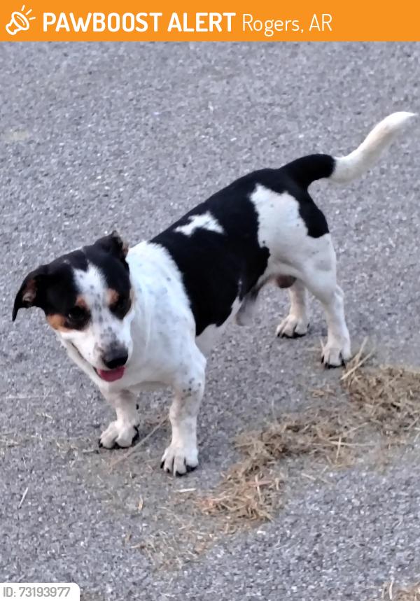 Found/Stray Male Dog last seen Penion, Rogers, AR 72756
