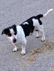 Found/Stray Male Dog last seen Penion, Rogers, AR 72756
