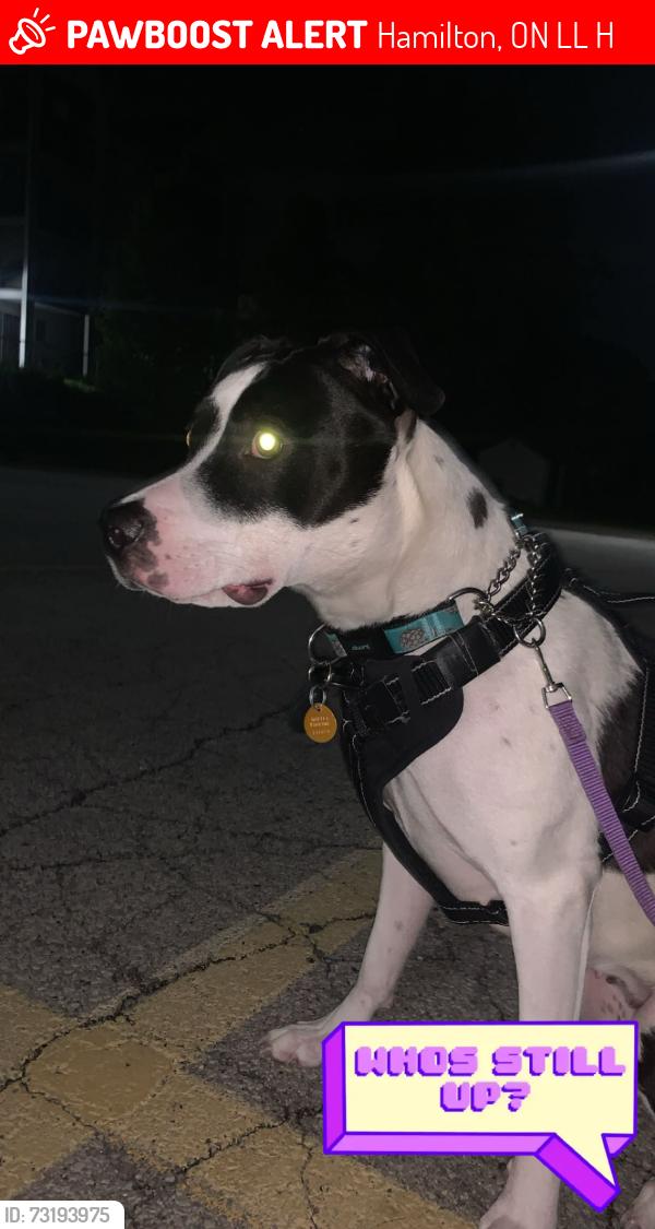 Lost Female Dog last seen Brantford Ontario, Hamilton, ON L8L 3H9